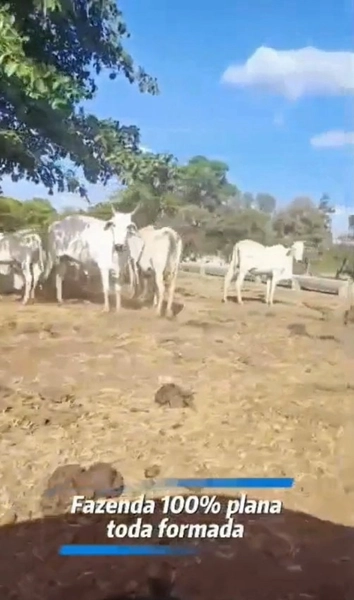 Fazenda para ARRENDAMENTO em Formosa-GO | PECUÁRIA-AGRICULTURA: 2ª foto da galeria de imagens do imóvel
