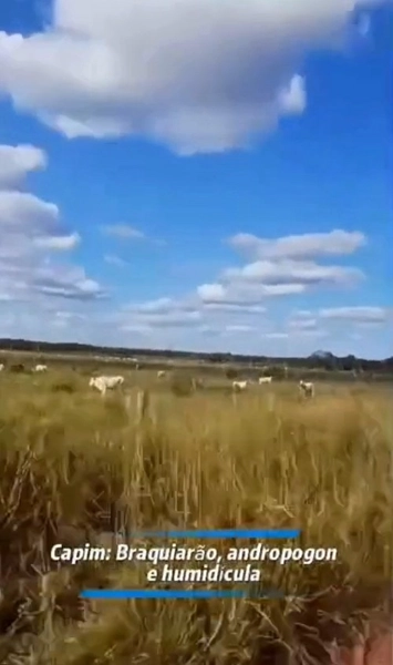 Fazenda para ARRENDAMENTO em Formosa-GO | PECUÁRIA-AGRICULTURA: 8ª foto da galeria de imagens do imóvel