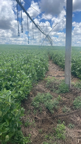 Fazenda com pivôs em Cristalina - GO | SOJA-CAFÈ: 8ª foto da galeria de imagens do imóvel