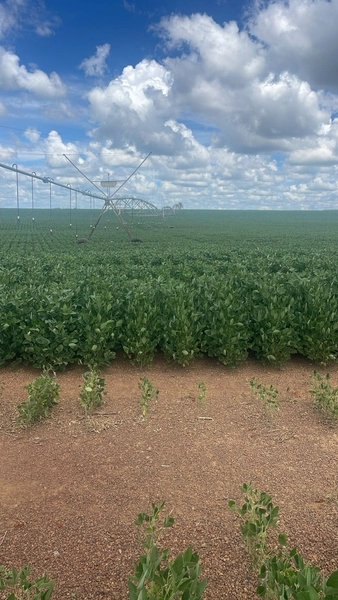 Fazenda com pivôs em Cristalina - GO | SOJA-CAFÈ: 6ª foto da galeria de imagens do imóvel