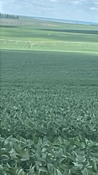 Fazenda com pivôs em Cristalina - GO | SOJA-CAFÈ: 4ª foto da galeria de imagens do imóvel