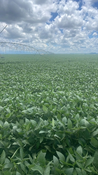 Fazenda com pivôs em Cristalina - GO | SOJA-CAFÈ: 1ª foto da galeria de imagens do imóvel