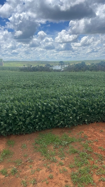 Fazenda com pivôs em Cristalina - GO | SOJA-CAFÈ: 10ª foto da galeria de imagens do imóvel