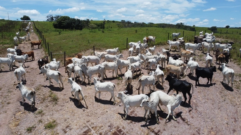 Fazenda para SOJA - LARANJA - CAFÉ em Ipameri-GO/Cristalina - GO: 17ª foto da galeria de imagens do imóvel