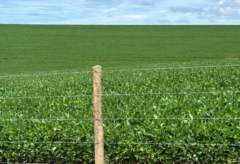 Fazenda para SOJA - LARANJA - CAFÉ em Ipameri-GO/Cristalina - GO: 3ª foto da galeria de imagens do imóvel