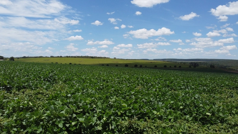 Fazenda para SOJA - LARANJA - CAFÉ em Ipameri-GO/Cristalina - GO: 18ª foto da galeria de imagens do imóvel