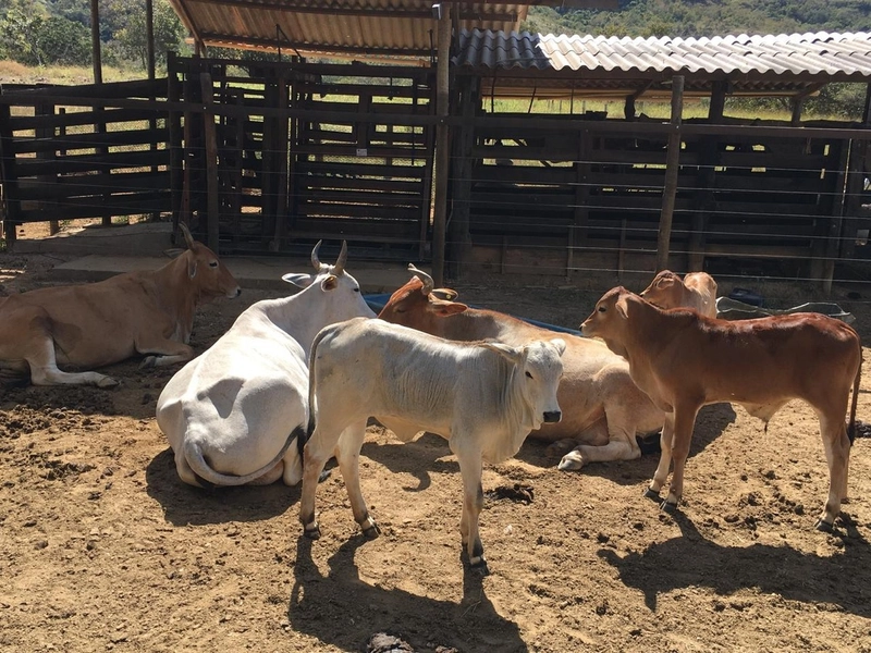 Fazendinha BOA DE PREÇO em MG - Buritis-MG: 18ª foto da galeria de imagens do imóvel