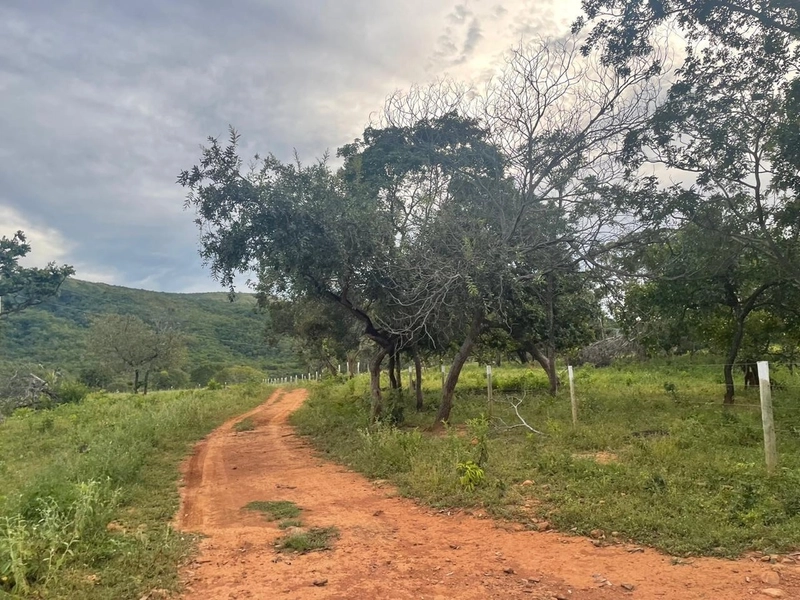 Fazendinha BOA DE PREÇO em MG - Buritis-MG: 5ª foto da galeria de imagens do imóvel