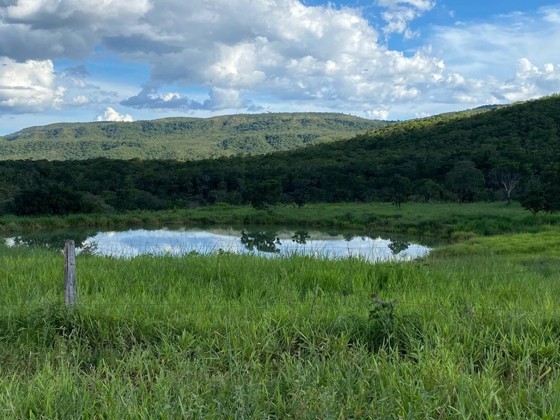 Fazendinha BOA DE PREÇO em MG - Buritis-MG: 13ª foto da galeria de imagens do imóvel