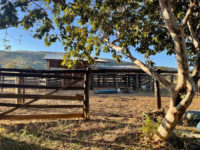 Fazendinha BOA DE PREÇO em MG - Buritis-MG: 12ª foto da galeria de imagens do imóvel