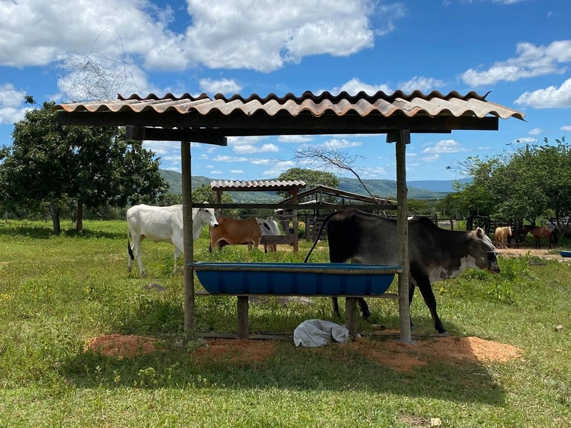 Fazendinha BOA DE PREÇO em MG - Buritis-MG: 11ª foto da galeria de imagens do imóvel