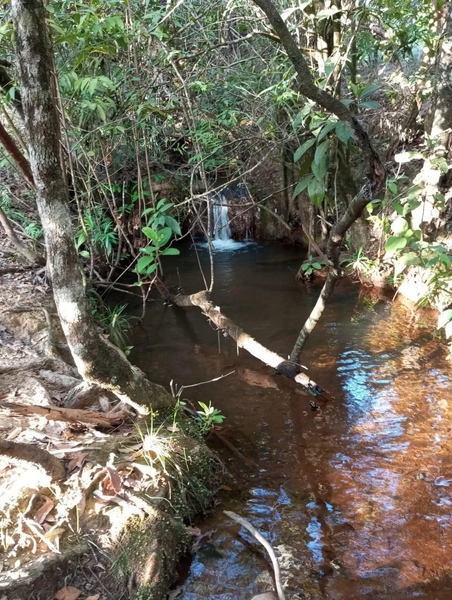Fazendinha BOA DE PREÇO em MG - Buritis-MG: 16ª foto da galeria de imagens do imóvel