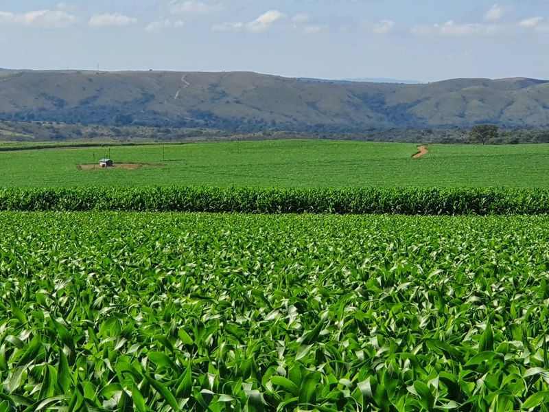 Fazenda com PIVÔS - Para SOJA-CAFÉ-LARANJA-GADO: 15ª foto da galeria de imagens do imóvel