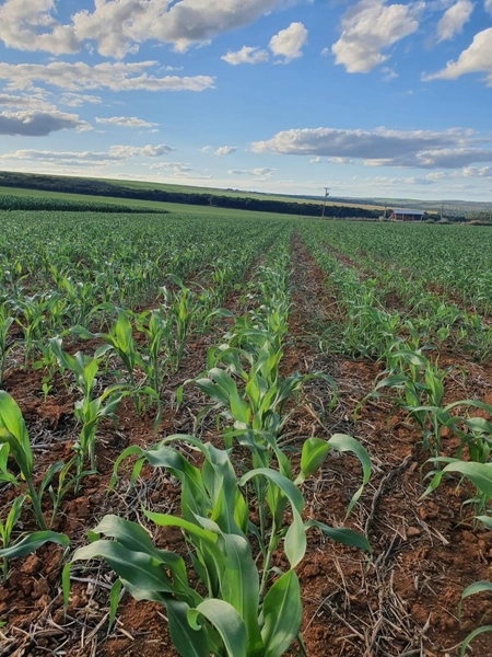 Fazenda com PIVÔS - Para SOJA-CAFÉ-LARANJA-GADO: 16ª foto da galeria de imagens do imóvel