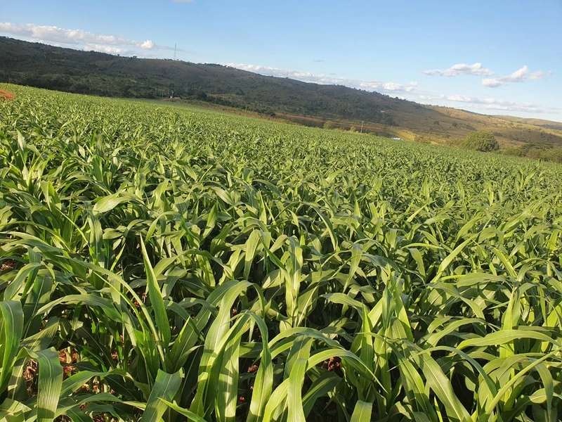 Fazenda com PIVÔS - Para SOJA-CAFÉ-LARANJA-GADO: 14ª foto da galeria de imagens do imóvel