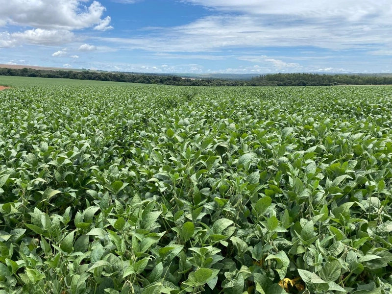 Fazenda com PIVÔS - Para SOJA-CAFÉ-LARANJA-GADO: 9ª foto da galeria de imagens do imóvel