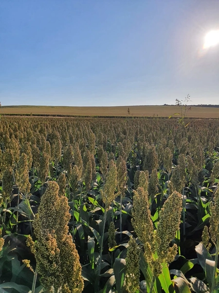 Fazenda com PIVÔS - Para SOJA-CAFÉ-LARANJA-GADO: 12ª foto da galeria de imagens do imóvel