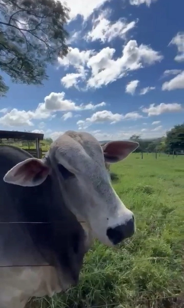 Fazenda para GADO em Araguari-MG: 18ª foto da galeria de imagens do imóvel