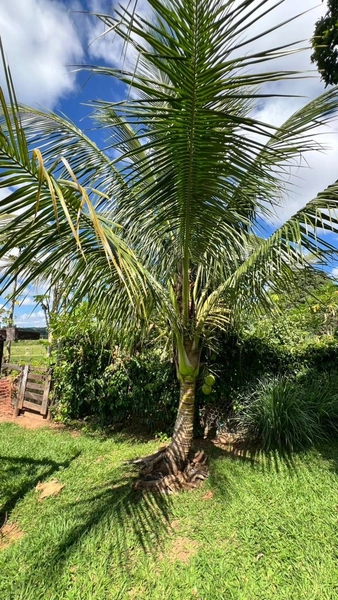 Fazenda para GADO em Araguari-MG: 7ª foto da galeria de imagens do imóvel