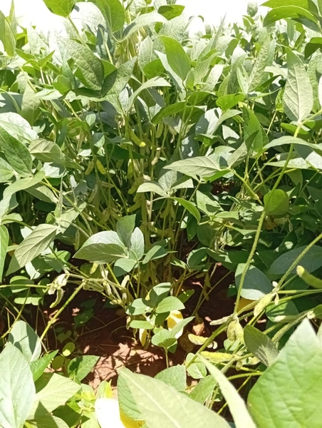 ARRENDAMENTO PARA LAVOURA - CHAPADA GAÚCHA - MG: 9ª foto da galeria de imagens do imóvel