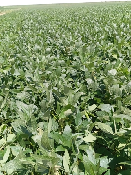 ARRENDAMENTO PARA LAVOURA - CHAPADA GAÚCHA - MG: 11ª foto da galeria de imagens do imóvel