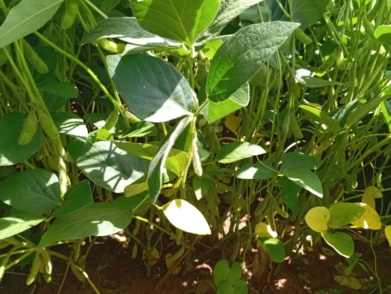 ARRENDAMENTO PARA LAVOURA - CHAPADA GAÚCHA - MG: 7ª foto da galeria de imagens do imóvel
