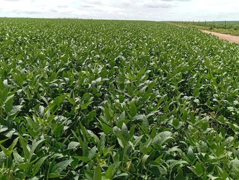 ARRENDAMENTO PARA LAVOURA - CHAPADA GAÚCHA - MG: 5ª foto da galeria de imagens do imóvel