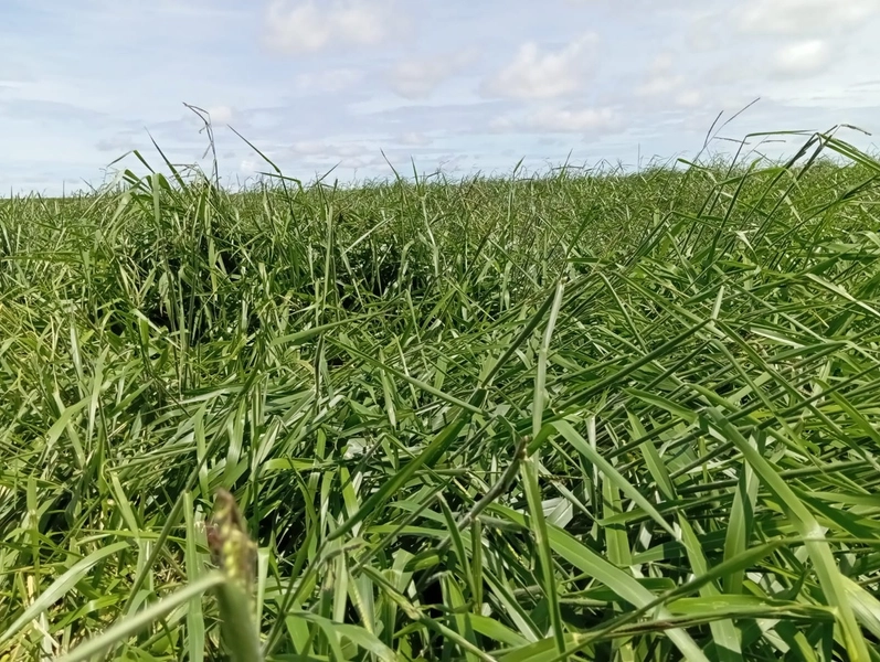 ARRENDAMENTO PARA LAVOURA - CHAPADA GAÚCHA - MG: 2ª foto da galeria de imagens do imóvel