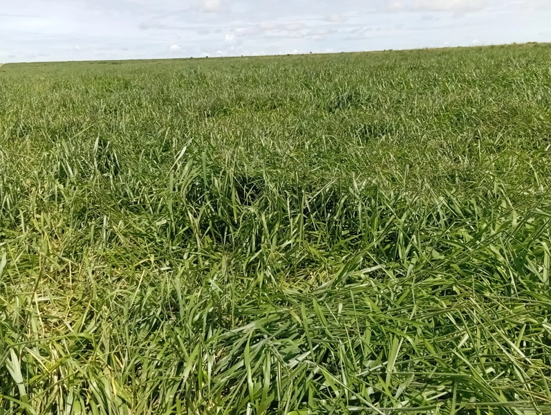 ARRENDAMENTO PARA LAVOURA - CHAPADA GAÚCHA - MG: 8ª foto da galeria de imagens do imóvel