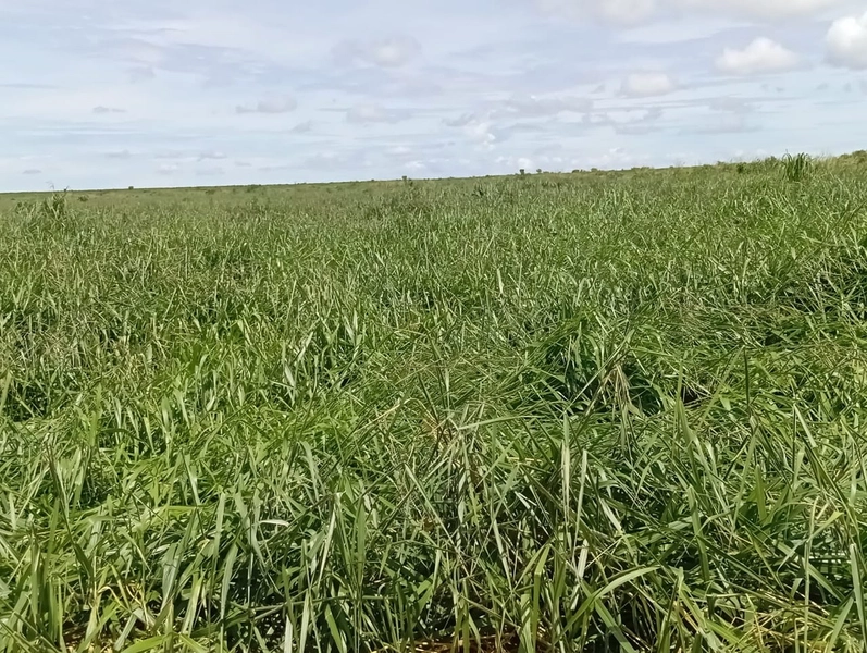 ARRENDAMENTO PARA LAVOURA - CHAPADA GAÚCHA - MG: 3ª foto da galeria de imagens do imóvel