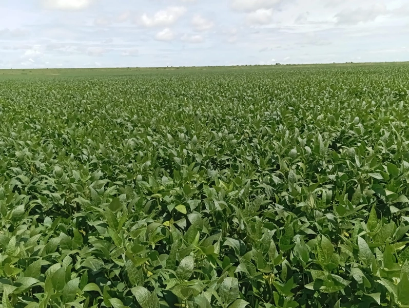 ARRENDAMENTO PARA LAVOURA - CHAPADA GAÚCHA - MG: 4ª foto da galeria de imagens do imóvel