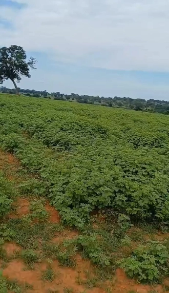 ARRENDAMENTO PARA LAVOURA | ALTO HORIZONTE-GO: 15ª foto da galeria de imagens do imóvel