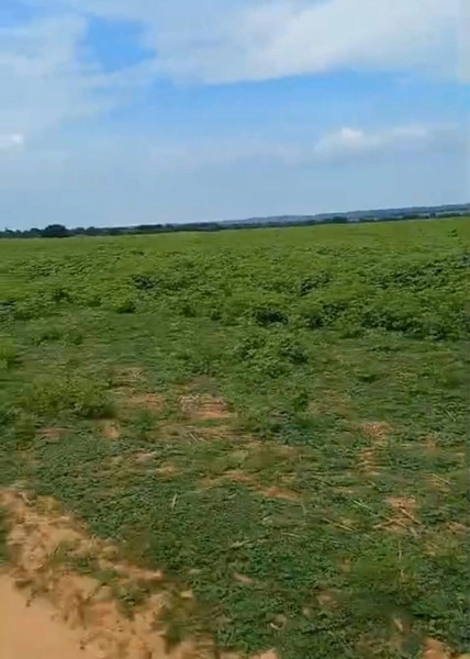 ARRENDAMENTO PARA LAVOURA | ALTO HORIZONTE-GO: 7ª foto da galeria de imagens do imóvel
