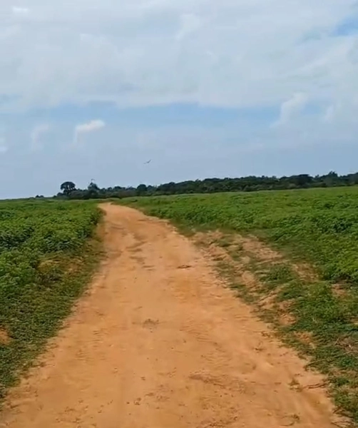 ARRENDAMENTO PARA LAVOURA | ALTO HORIZONTE-GO: 6ª foto da galeria de imagens do imóvel