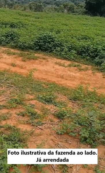ARRENDAMENTO PARA LAVOURA | ALTO HORIZONTE-GO: 5ª foto da galeria de imagens do imóvel