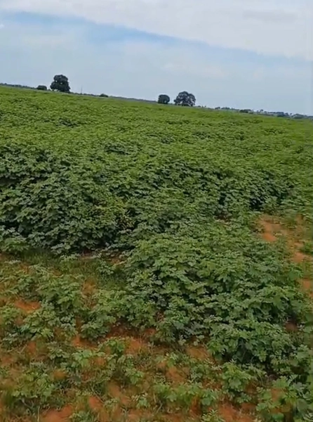 ARRENDAMENTO PARA LAVOURA | ALTO HORIZONTE-GO: 14ª foto da galeria de imagens do imóvel