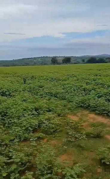 ARRENDAMENTO PARA LAVOURA | ALTO HORIZONTE-GO: 9ª foto da galeria de imagens do imóvel
