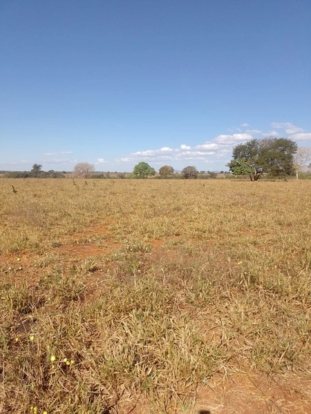 ARRENDAMENTO PARA LAVOURA | ALTO HORIZONTE-GO: 4ª foto da galeria de imagens do imóvel