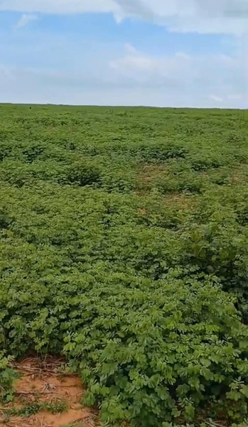 ARRENDAMENTO PARA LAVOURA | ALTO HORIZONTE-GO: 8ª foto da galeria de imagens do imóvel