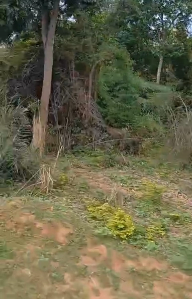 ARRENDAMENTO PARA LAVOURA | ALTO HORIZONTE-GO: 11ª foto da galeria de imagens do imóvel