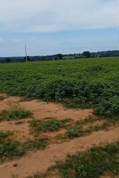 ARRENDAMENTO PARA LAVOURA | ALTO HORIZONTE-GO: 12ª foto da galeria de imagens do imóvel