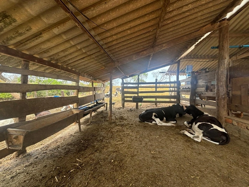 Fazendinha dupla aptidão em Unaí - MG  | 44,4 hectares: 8ª foto da galeria de imagens do imóvel