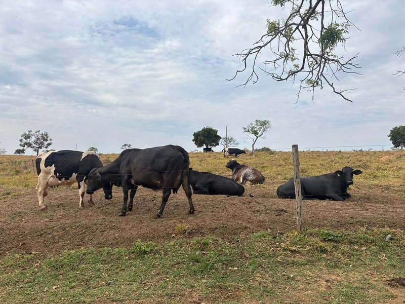 Fazendinha dupla aptidão em Unaí - MG  | 44,4 hectares: 2ª foto da galeria de imagens do imóvel