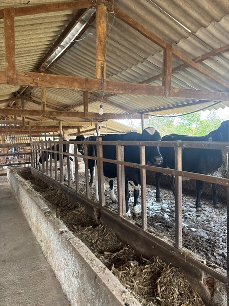 Fazendinha dupla aptidão em Unaí - MG  | 44,4 hectares: 11ª foto da galeria de imagens do imóvel