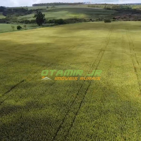 Fazenda para SOJA-MILHO | PADF-Brasília | 194,35 hectares: 4ª foto da galeria de imagens do imóvel