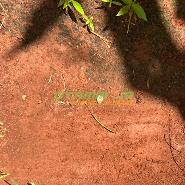 Fazenda para SOJA-MILHO | PADF-Brasília | 194,35 hectares: 3ª foto da galeria de imagens do imóvel