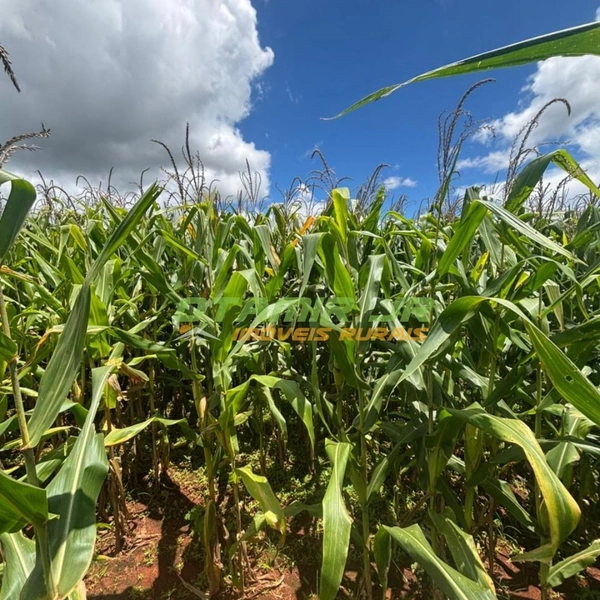 Fazenda para SOJA-MILHO | PADF-Brasília | 194,35 hectares: 1ª foto da galeria de imagens do imóvel