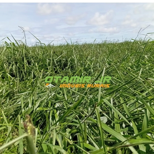 Fazenda para SOJA-MILHO | PADF-Brasília | 194,35 hectares: 6ª foto da galeria de imagens do imóvel