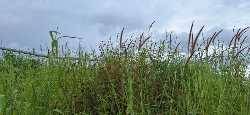 Arrendamento para soja PIVÔS + SEQUEIRO + PASTO: 7ª foto da galeria de imagens do imóvel
