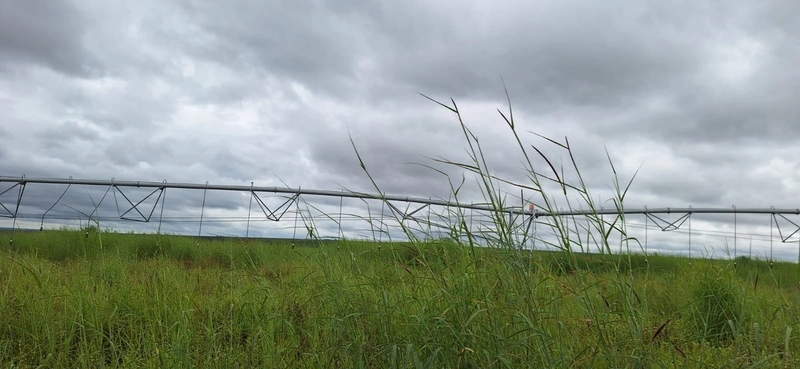 Arrendamento para soja PIVÔS + SEQUEIRO + PASTO: 2ª foto da galeria de imagens do imóvel
